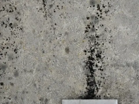 Dark mold spots growing on a wall above a light switch after water got into it