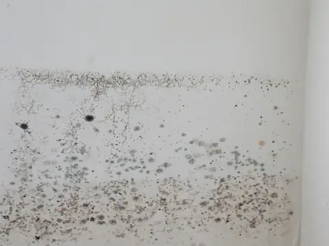 Mold spotting spreading along the lower part of a white wall in an empty room